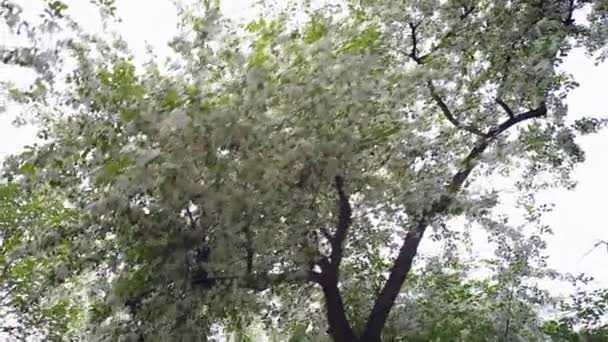 Flowering apple trees — Stock Video