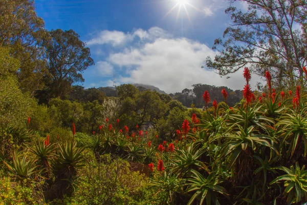 the golden gate park in san francisco is big and diverse and her