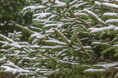 Kardaki köknar dallarının Noel arkaplanını kapatın.