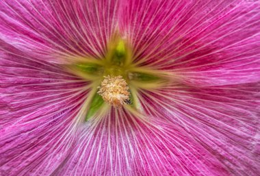 Mallow çiçeğinin çiçek arkaplanı. Yaklaş.