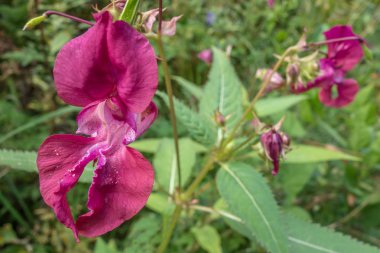 Çiçek açan otlağın arka planında Impatiens glandulifera yakın plan