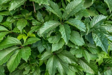 Duvardan sarkan yabani üzümlerin çiçek arkaplanı.