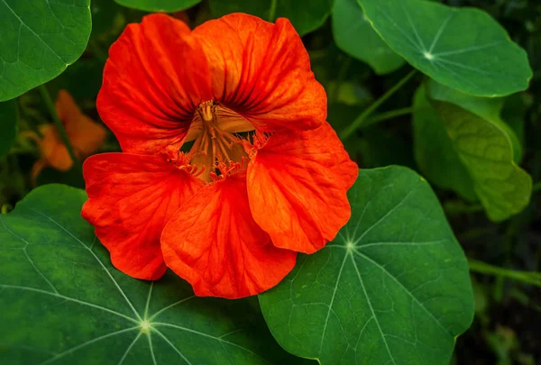 Квітка Настурції Клумбі Парку Крупним Планом — стокове фото