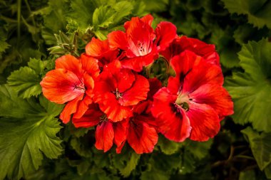 Bahçedeki kırmızı pelargonium. Yakın plan.