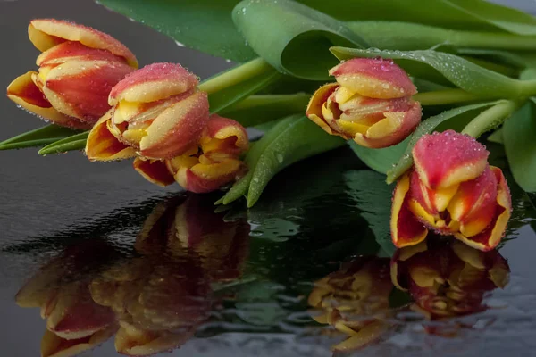 Gelb Rote Tulpen Auf Nasser Oberfläche Nach Regen — Stockfoto