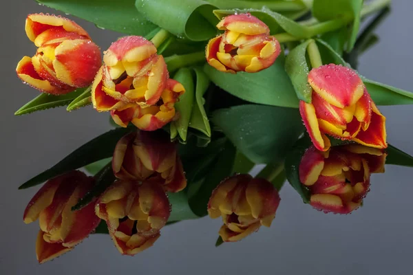 Mokre Żółto Czerwone Tulipany Zamykają Się Powierzchni Lustra — Zdjęcie stockowe