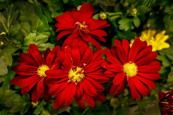 Crisantemos Rojos Oscuros Macizo Flores — Foto de Stock