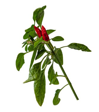 kırmızı biber, beyaz üzerine izole edilmiş.