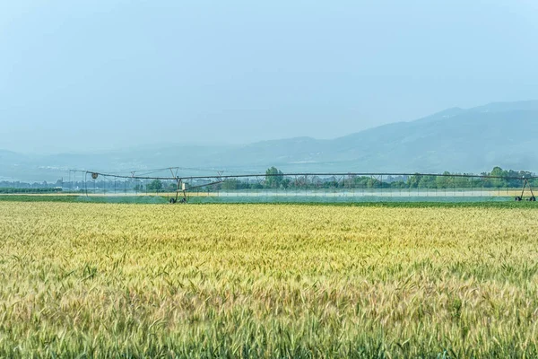 young wheat spikes on a wheat field in a mountain valley