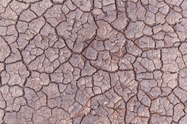 Toprağın soyut arkaplanı kuraklıkla çatırdadı.