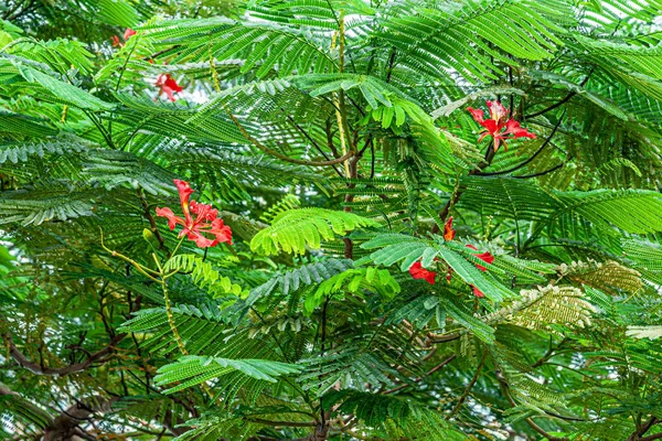 Bloemen Achtergrond Van Bloeiende Rode Acacia — Stockfoto