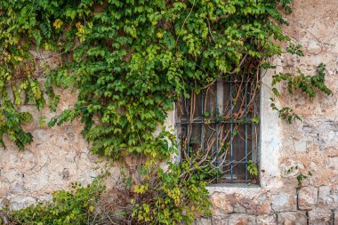 Terk edilmiş bir evde sarmaşık kaplı bir pencere.