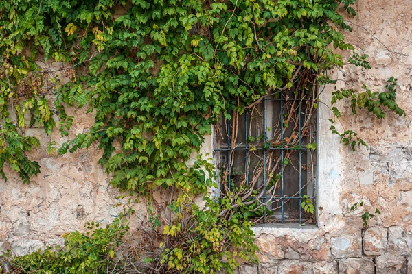 Fenêtre Couverte Lierre Dans Une Maison Abandonnée — Photo