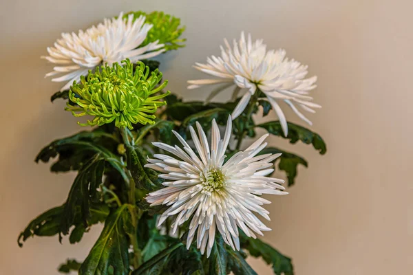 Schöner Strauß Weißer Und Grüner Chrysanthemen Aus Nächster Nähe — Stockfoto