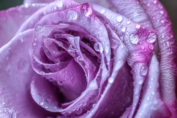 Floral Background Rose Drops Water Macro — Stock Photo, Image