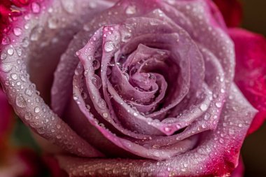 Gülün çiçekli arkaplanı bir damla suyla kaplıdır.