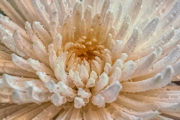 Fondo Floral Crisantemos Blancos Húmedos Cerca — Foto de Stock