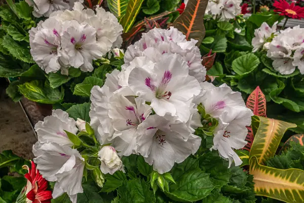 White Pelargonium Winter Garden Close — 스톡 사진