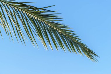 Parlak mavi gökyüzüne karşı bir hurma dalının soyut arkaplanı