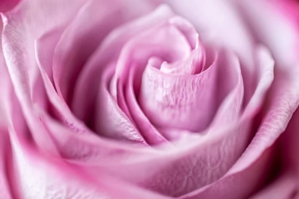 Abstrakte Florale Hintergrund Einer Rosa Rose Flache Schärfentiefe — Stockfoto