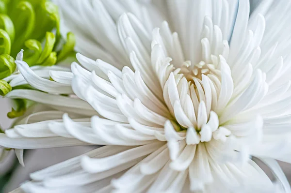 Fondo Floral Crisantemos Blancos Húmedos Cerca — Foto de Stock