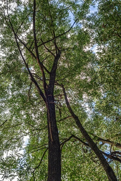 하늘을 배경으로 버드나무 가지들이 자라는 — 스톡 사진