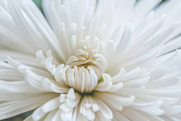 Fondo Floral Crisantemo Blanco Cerca — Foto de Stock