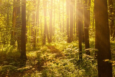 Ormanda yükselen güneş ışınları altında yol