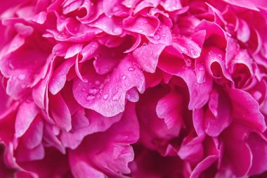 Şakayık çiçeğinin soyut çiçek arkaplanı bir damla suyla yakınlaş