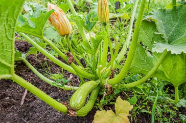 Bahçe yatağında çiçek açan kabak. Yaklaş.