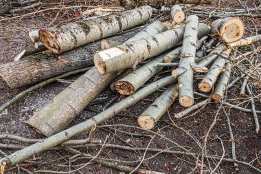 Bahçede yerde kesilen ağaçlar.