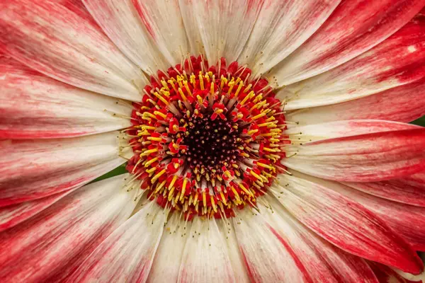 Fondo Floral Gerberas Rojas Blancas Cerca — Foto de Stock