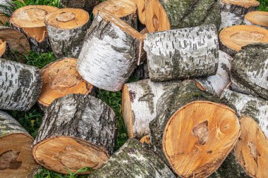 Bahçede eski marazi huş ağacını gördüm.