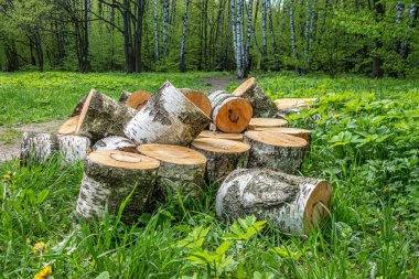 Parktaki çimlerin üzerinde marazi huş ağacı gördüm.