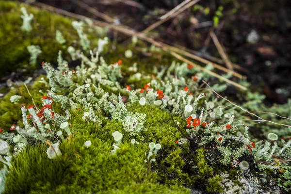 Lichens y musgos en la naturaleza de Noruega . —  Fotos de Stock