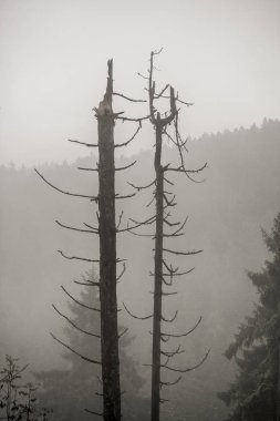 Harz Silberwald 'da ölü ağaçlar (gümüş orman)).