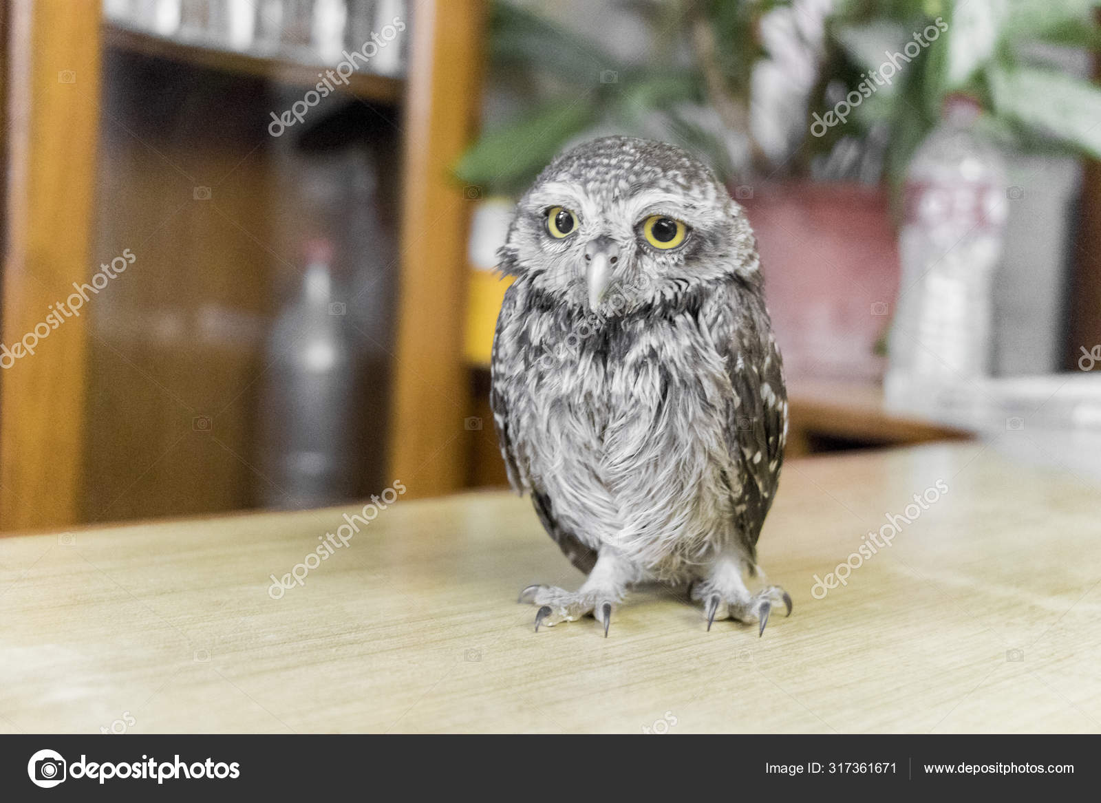 Mignon bébé hibou avec de grands yeux jaunes de Pokhara, Népal . — Photo de  stock par ©ArkadijSchell - 317361671, image size:1600x1167