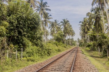 Sri Lanka 'da tren rayları. Tropikal manzara.