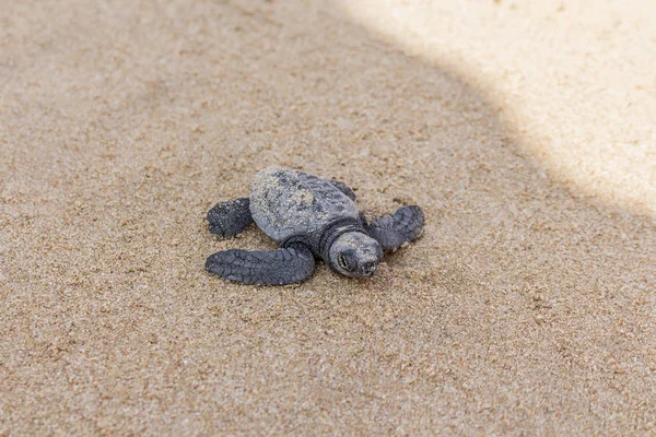 Freshly hatched turtle baby at Mirissa Beach in Sri Lanka. — Stock Photo, Image