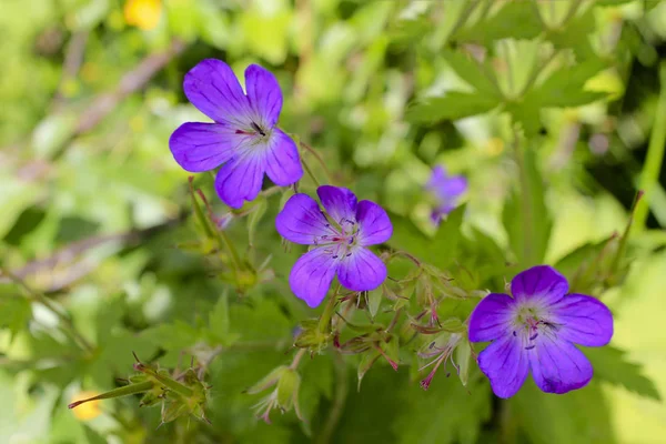 Schöne Wiesenblume, lila Geranien. Sommerlandschaft in Hemsedal Norwegen. — Stockfoto