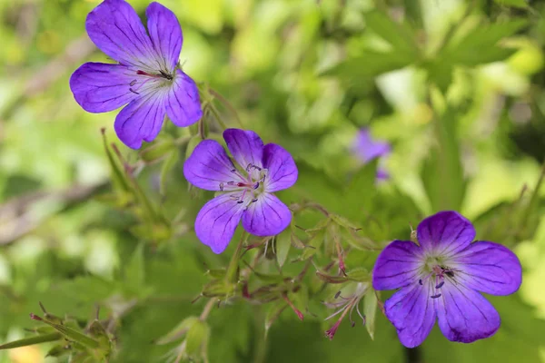 Krásná květina na louce, fialová muškát. Letní krajina, Hemsedal Norsko. — Stock fotografie