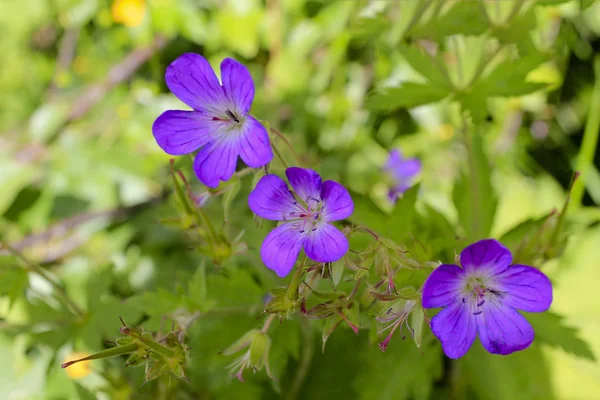 Beautiful meadow flower, purple geranium. Summer landscape in Hemsedal Norway. Stock Image
