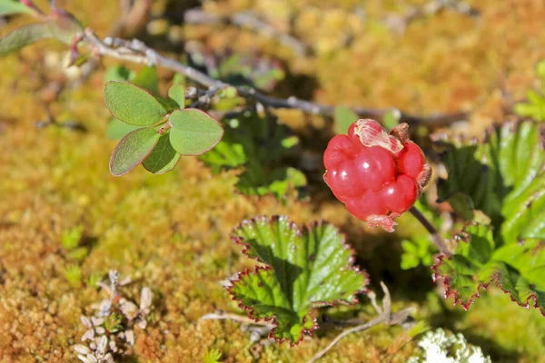 Vörös felhő, gyümölcsök és növények Norvégiában. — Stock Fotó