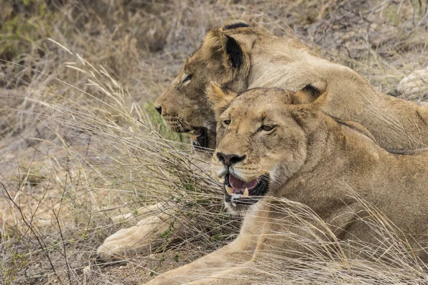 Львы в Национальном парке Крюгера в Южной Африке. Сафари в Мпумаланге . — стоковое фото
