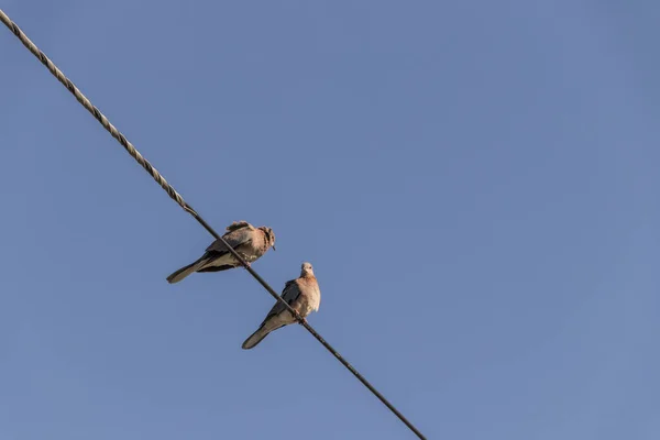 Голуби, птицы, сидят на линии электропередач в Африке . — стоковое фото