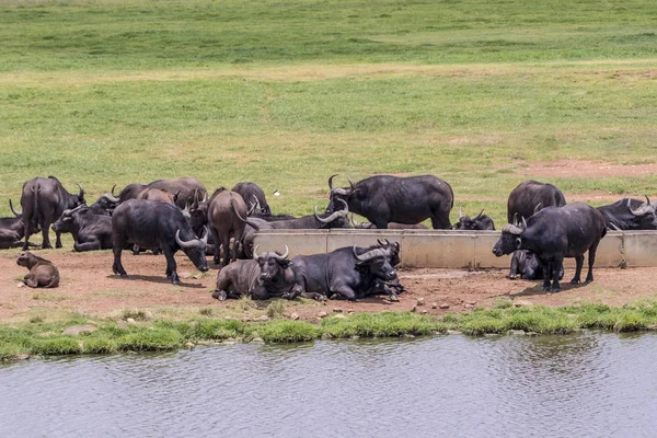 Big FIVE African Cape buffalo, Kruger National Park South Africa.