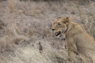 Aslan, avına aç gözlerle bakıyor Kruger Ulusal Parkı Güney Afrika.