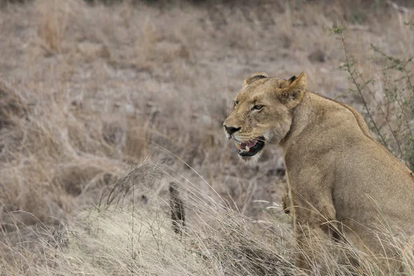 León mira hambriento a su presa Kruger Nationalpark Sudáfrica . — Foto de Stock