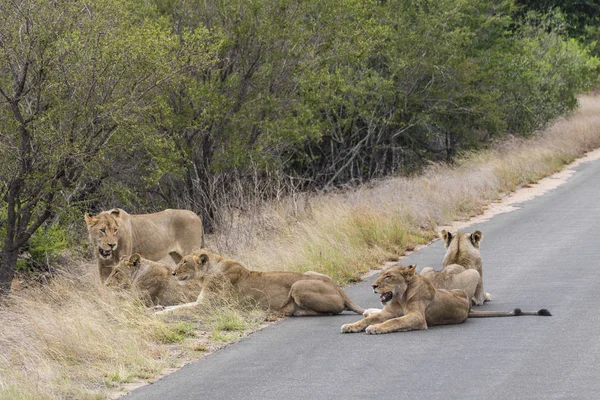 Leones relajarse en la calle Parque Nacional Kruger Sudáfrica . — Foto de Stock