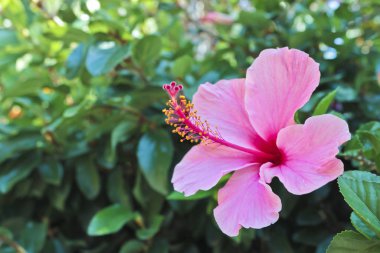 Güney Afrika 'daki Cape Town' dan pembe çiçekli Hibiscus.
